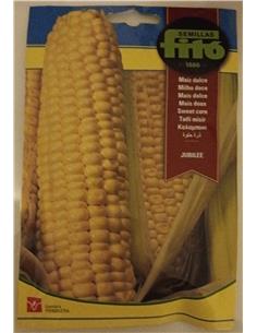 MAIZ DULCE
